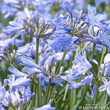 Image result for Agapanthus codii