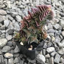 Image result for Crassula capitella