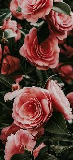 Pin On Flowers