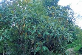Image result for Bocconia arborea