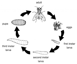 Historical perspectives and contemporary development. Bulletin 5002 Integrated Pest Management For Fly Control In Maine Dairy Barns Cooperative Extension Publications University Of Maine Cooperative Extension