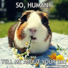 Pin On Guinea Pigs Memes