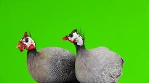 Check spelling or type a new query. Male And Female Blue Guinea Stock Footage Video 100 Royalty Free 1030668203 Shutterstock
