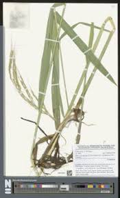 Image result for Oryza longistaminata