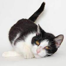 Pin On Adopt Me Kitties