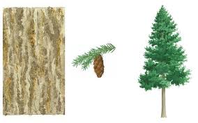 Check spelling or type a new query. Douglas Fir Forestry And Land Scotland