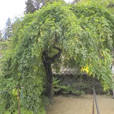 Epingle Sur Plantes Normandie