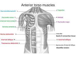 This workbook is a 14 page project your students can complete to have a deeper understanding of the muscular system. Muscles Of The Torso Upload 8 21 Muscles Of The Torso Worksheet Ppt Download