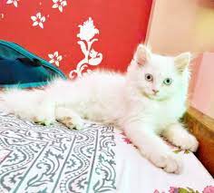 Siamese Kittens For Sale Price In India Mr N Mrs Pet Siamese Kittens Kitten For Sale Siamese Cats