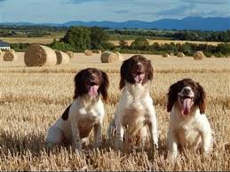 Are springer spaniels good hunting dogs? Roughshooting With Springer Spaniels In Ireland 21 Nov 15 Youtube