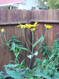 The tuberous roots of a close relative of the sunflower; Jerusalem Artichokes Growing Planting Jerusalem Artichokes