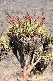 Image result for Aloe carnea