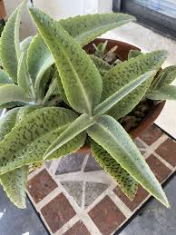 Image result for Kalanchoe gastonis-bonnieri