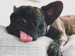 How many hours on average do french bulldogs sleep per day? F R E N C H I E Sleeping Puppies Cute Animals Cute Dogs