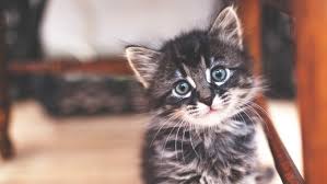 Your Kitten S Development In The First Six Weeks