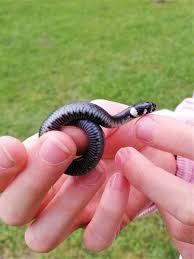 It is often found near water and feeds almost exclusively on amphibians. Der Unerwartete Ringelnattern Nachwuchs Ist Da Einen Naturgarten Anlegen