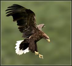 Black Bird With White Tail Feathers White Tailed Eagle White Tailed Eagle Haliaeetus Albicilla Eagle