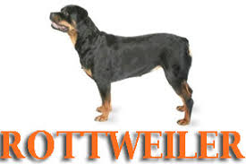 Maybe you would like to learn more about one of these? Dog Training For German Shepherds Rottweilers Dobermans Labs Golden Retrievers And Any Purebred Or Mixed Breed Dog Prodogz