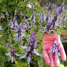 Image result for Coleus caninus