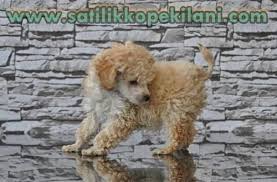 Toy Poodle Yavru Fiyatlari 05412625843 Oyuncak Kanis Poodle Kopek