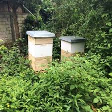 Bienen Halten In Der Praxis Bienen