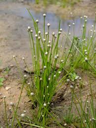 Image result for Eriocoelum