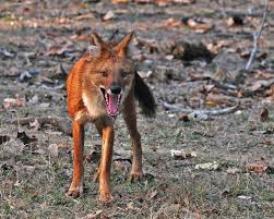Tough leashes for tough dogs. Wild Dogs In India Asiatic Wild Dog Dholes
