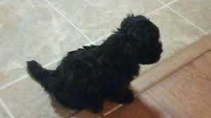 Check spelling or type a new query. Cute Black Teacup Maltipoo Puppy For Sale For Sale In Goldsboro North Carolina Classified Americanlisted Com