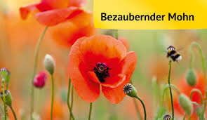 Gewinnen können sie das saatgut entweder aus verblühten mohnblumen oder sie kaufen es im fachhandel. Verschiedene Mohnarten