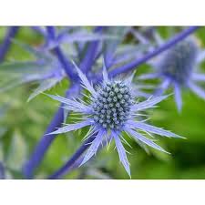 Online flower delivery in bangalore with in 2.5 hrs same day flower delivery. Blue And White Eryngiums Flowers Rs 180 Stem Black Tulip Flowers International Id 19413289730