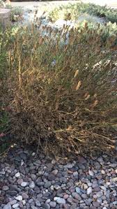 Image result for Nemesia lilacina