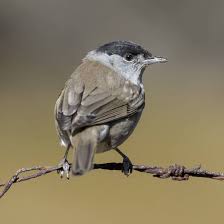 Bird With Brown Head And Black Body Uk All About The Blackcap Gardenbird
