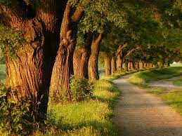 Search 123rf with an image instead of text. Beautiful Trees Wallpapers Top Free Beautiful Trees Backgrounds Wallpaperaccess