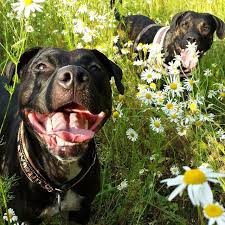From plants and types of trees to seasons, animals and natural elements, nature dog names are sweet and simple. 101 Nature Inspired Dog Names Barkpost