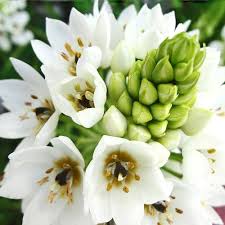 Image result for Ornithogalum
