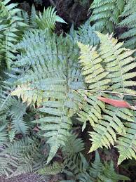 Image result for Diplazium nemorale