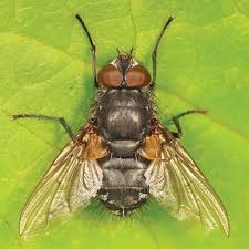 We did not find results for: How To Control Cluster Flies Pest Control Direct