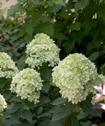 Time to prune the little lime hydrangeas! Little Lime Hydrangea Pahl S Market Apple Valley Mn
