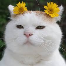 Im running a fulltime job as a ceo. Building A Walden Of My Own Naruto Characters As Cat Memes