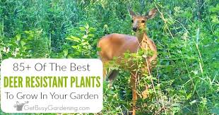 Like most biennials, it dies after the second gardeners are dreamers, and no fantasy is sweeter than that of discovering vibrant flowering plants that deer will not eat. 85 Deer Resistant Plants For Your Garden Get Busy Gardening