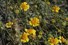 Image result for Embelia multiflora