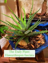 Image result for Hypertelis bowkeriana