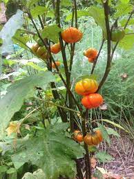 It produces ribbed fruit, a little smaller than a miniature (jack b. Pumpkin On A Stick Ornamental Eggplant Yes Eggplant Gardensall Ornamentals