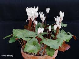 Image result for Cycnium recurvum