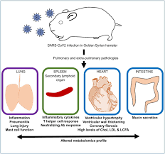 Now there are over 100 different colours because of selective breeding. Immunological And Cardio Vascular Pathologies Associated With Sars Cov 2 Infection In Golden Syrian Hamster Biorxiv