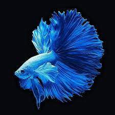 Budidaya ikan cupang tidak memerlukan tempat luas dan modal yang besar. Pin By Heather Erickson On Betta Betta Fish Types Betta Pet Fish