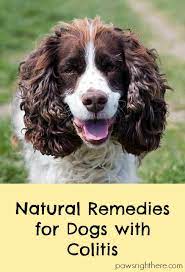 Whilst it does not often lead to fatal consequences, this condition can be agonising for our canine companion. Natural Remedies For Dogs With Colitis Paws Right Here