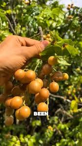 Image result for Clausena lansium