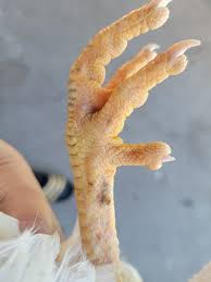 My chicken has been limping for the past few days and I noticed this