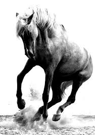 Beautiful Black And White Horse Photography Pin By Heatherly On In Black And White Horses Pretty Horses Horse Love